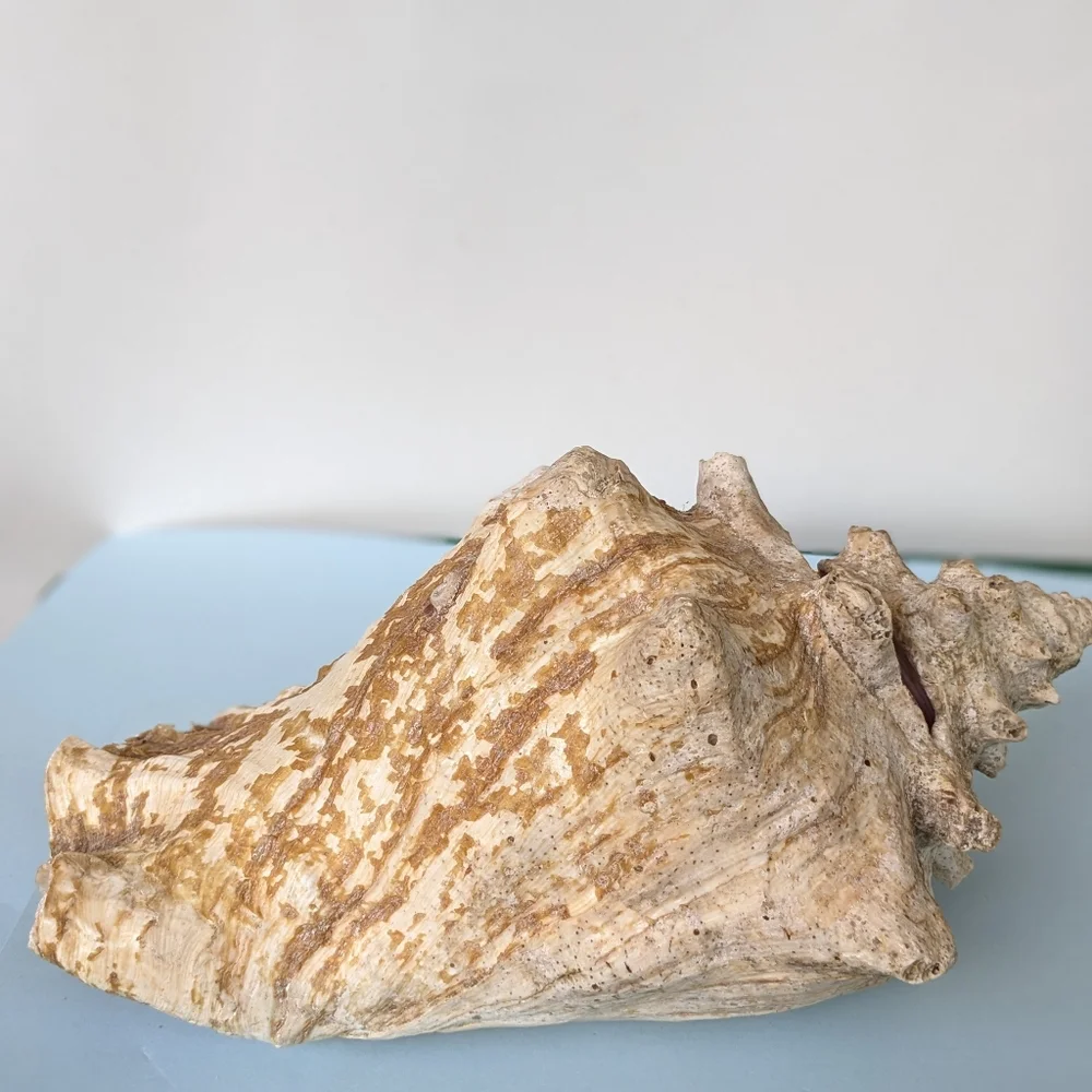 Vintage Large Conch Beautiful Pink and white - Picture 2 of 4